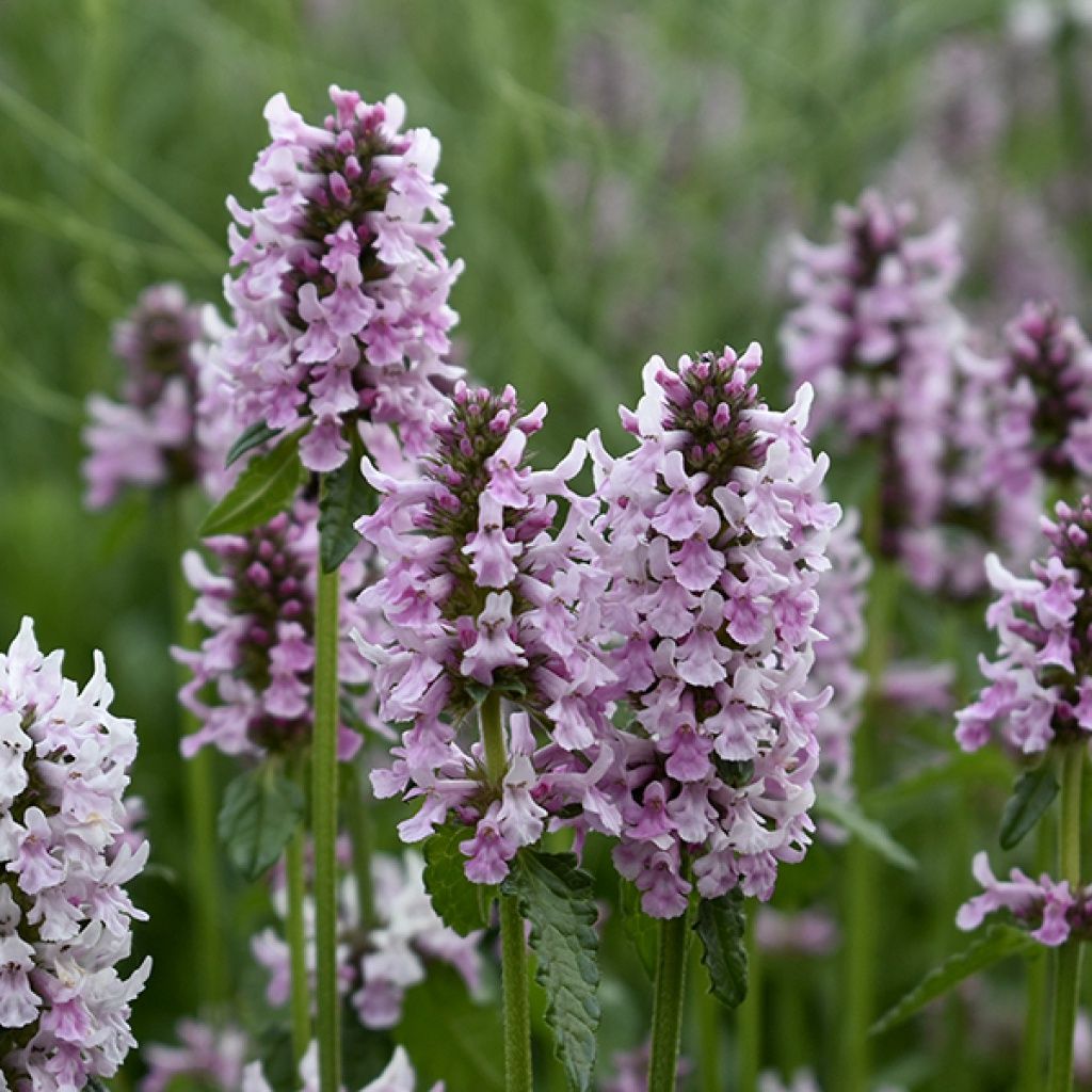 Stachys Summer Crush 1 gal