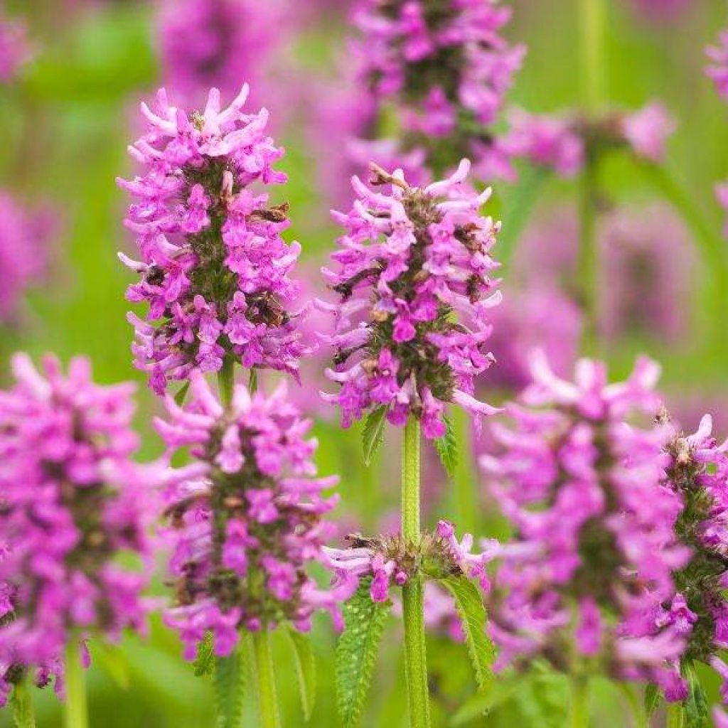 Stachys Summer Romance
