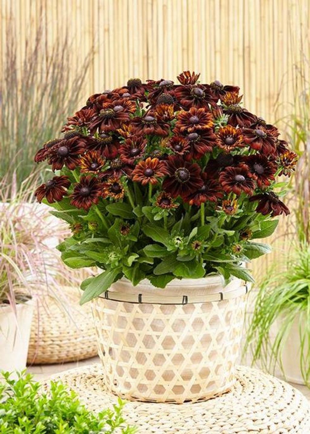 Echibeckia Summerina Pumpernickel 1 gal