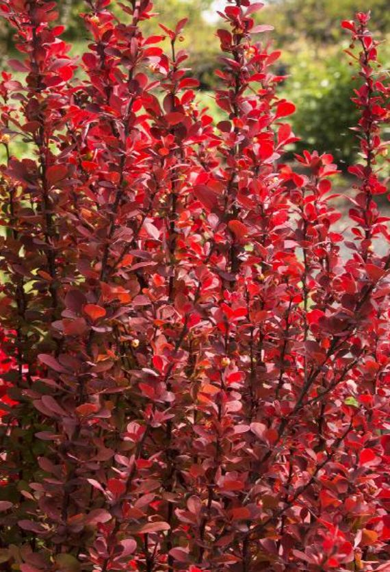 Barberry Orange Rocket 2 gal