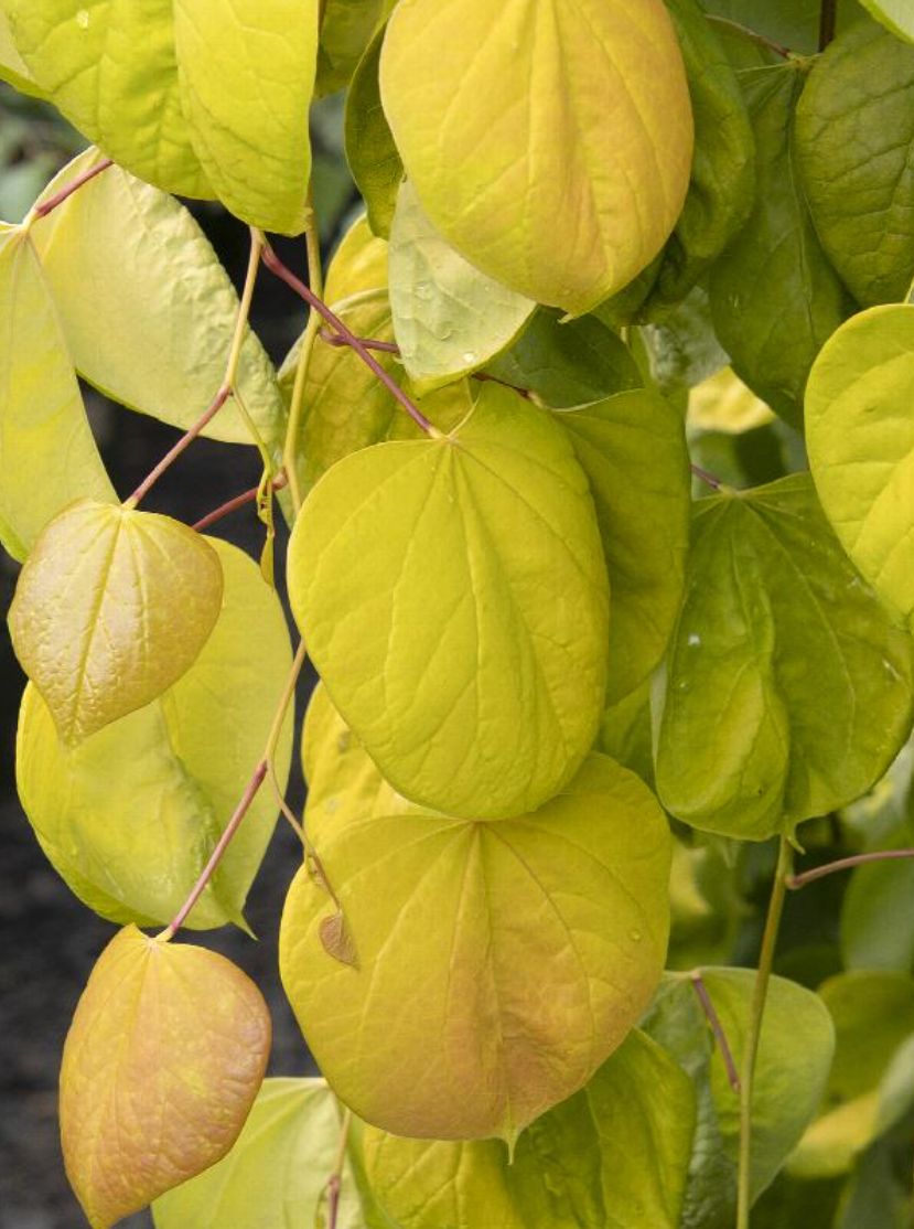 Redbud Golden Falls 5 gal