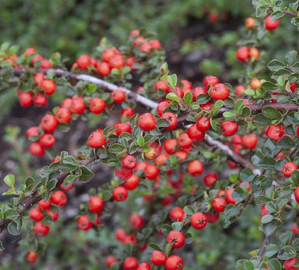 Cranberry Cotoneaster 1 gal