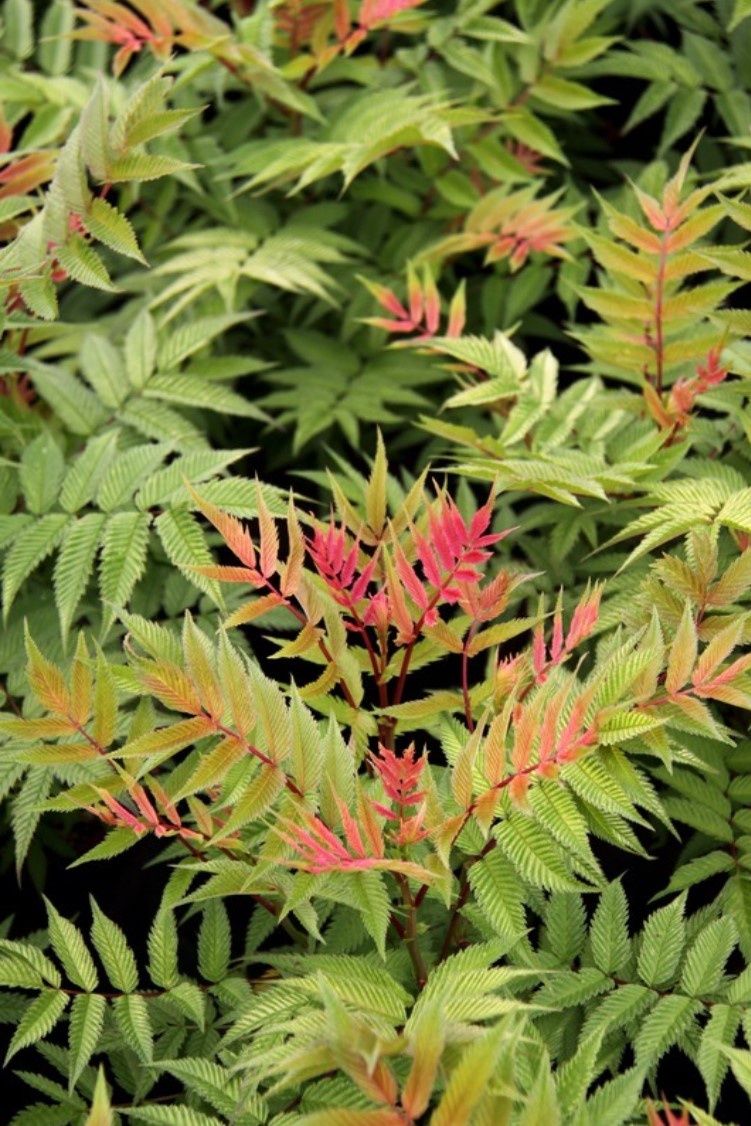 Sorbaria Sem 2 gal