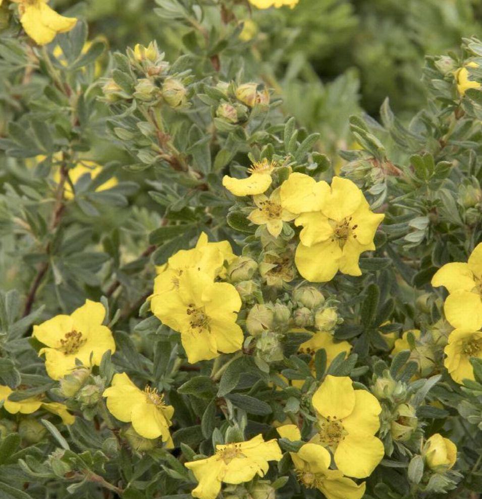 Potentilla Cheesehead 1 gal