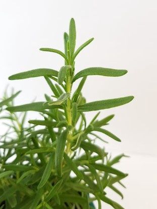Rosemary Abraxas 4&quot;