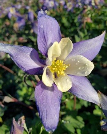 Columbine Kirigami Deep Blue/White 4&quot;