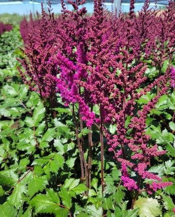 Astilbe Vision in Red 1 gal