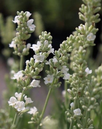 Lavender Ellagance snow 1 gal