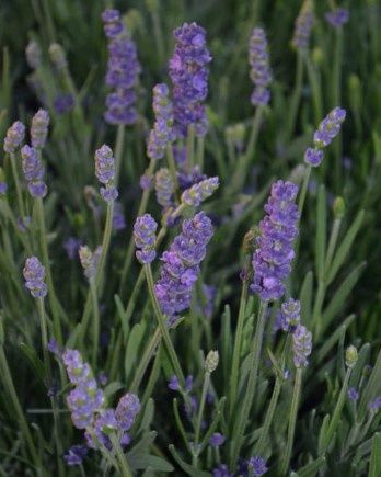 Lavender Super Blue 1 gal