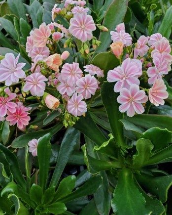 Lewisia Rainbow Qt