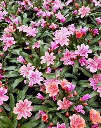 Lewisia little plum Qt