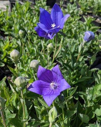 Balloon Flower Astra Blue 4&quot;