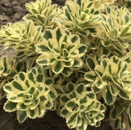 Sedum Atlantis 4&quot;