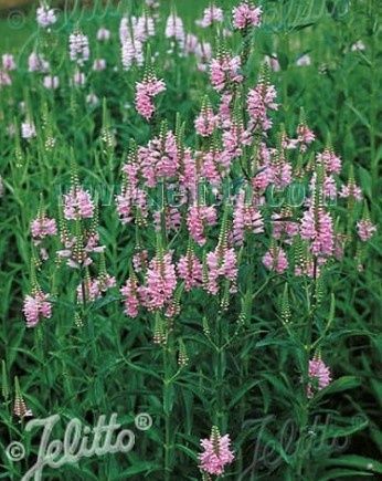 Physostegia Virginiana Rosea 1 gal