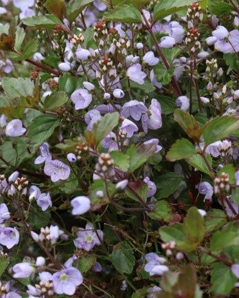 Veronica Waterperry Blue 4&quot;