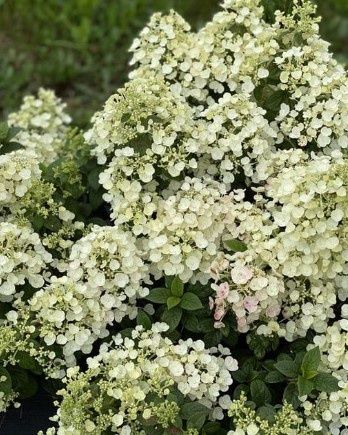 Hydrangea Tiny Quick Fire 2 gal