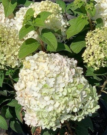 Hydrangea ILVOBO Bobo 2 gal
