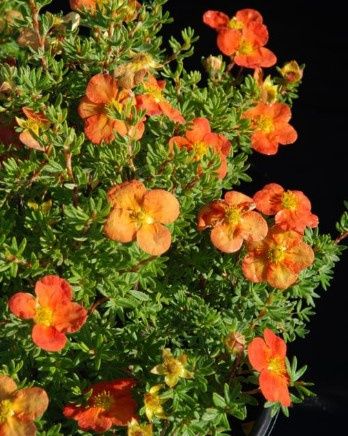 Potentilla red sunset 1 gal