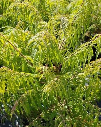 Sumac Tiger Eyes 2 gal