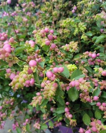 Coralberry Candy 2 gal