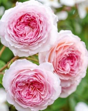 DA climbing rose James Galway 3 gal