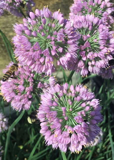 Allium Cosmic Blue 4&quot;