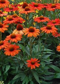 Echinacea Intense Orange 1 gal