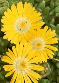 Ice Plant Mountain Dew 4&quot;