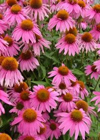 Echinacea Kims knee high 1 gal