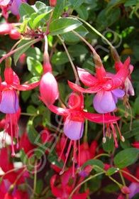 Fuchsia Pat&#39;s Dream 1 gal