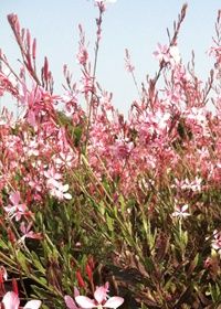 Gaura Pink Fountains 1 gal
