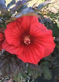 Hibiscus Midnight Marvel 1 gal