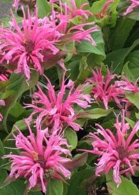 Monarda Balmy Pink 1 gal