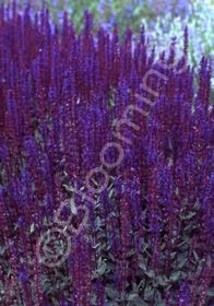 Salvia Caradonna 1 gal