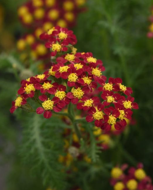 Yarrow Milly Rock Red 1 gal