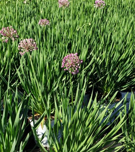 Allium Serendipity 1 gal