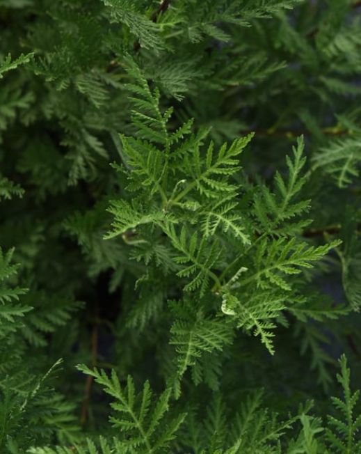 Artemisia Sunfern 1 gal