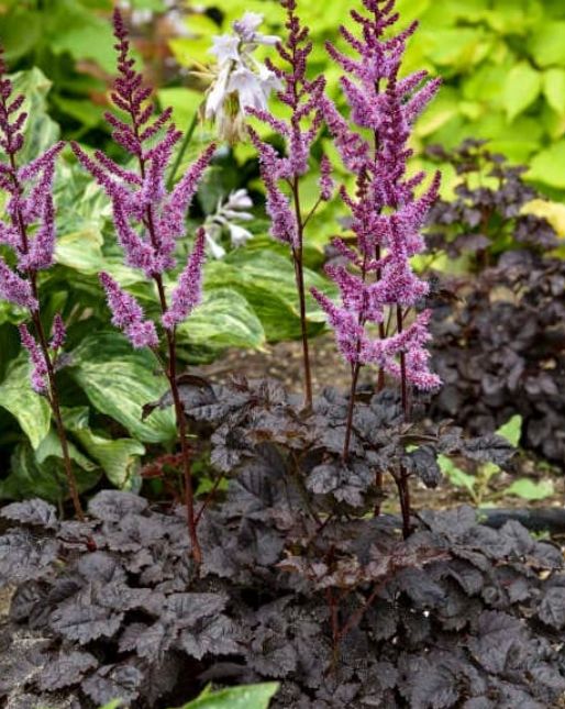 Astilbe Dark side of moon 1 gal