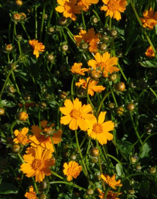 Coreopsis Nana 4&quot;