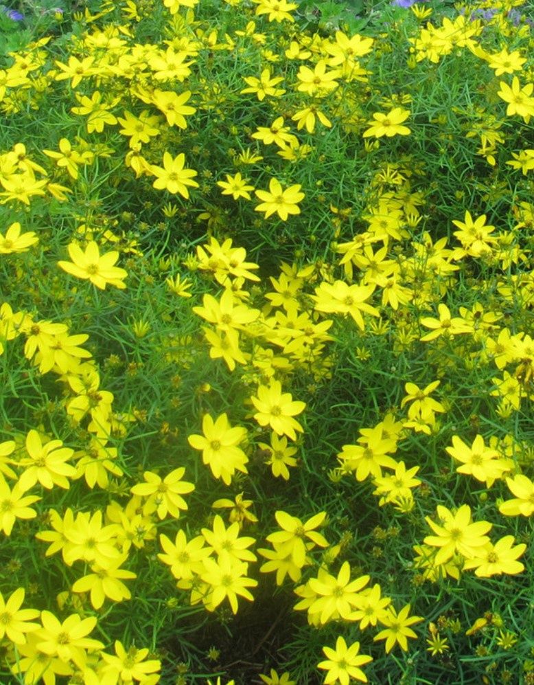 Coreopsis Zagreb 4&quot;