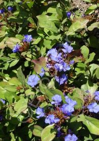 Plumbago Qt