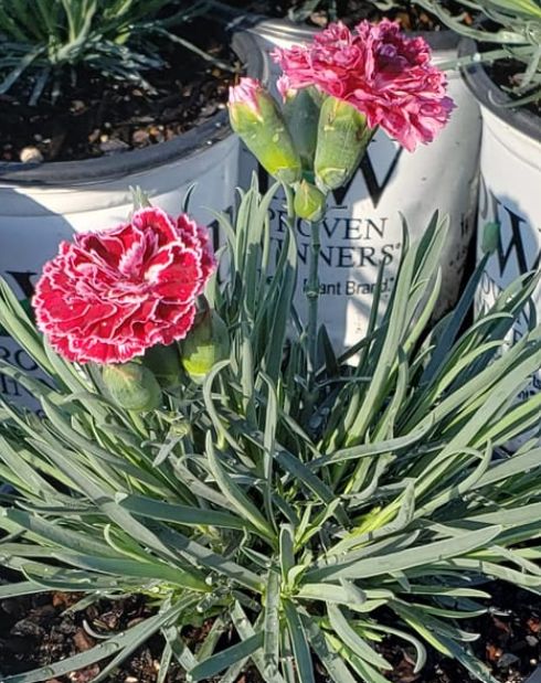 Dianthus Cherry Vanilla 1 gal