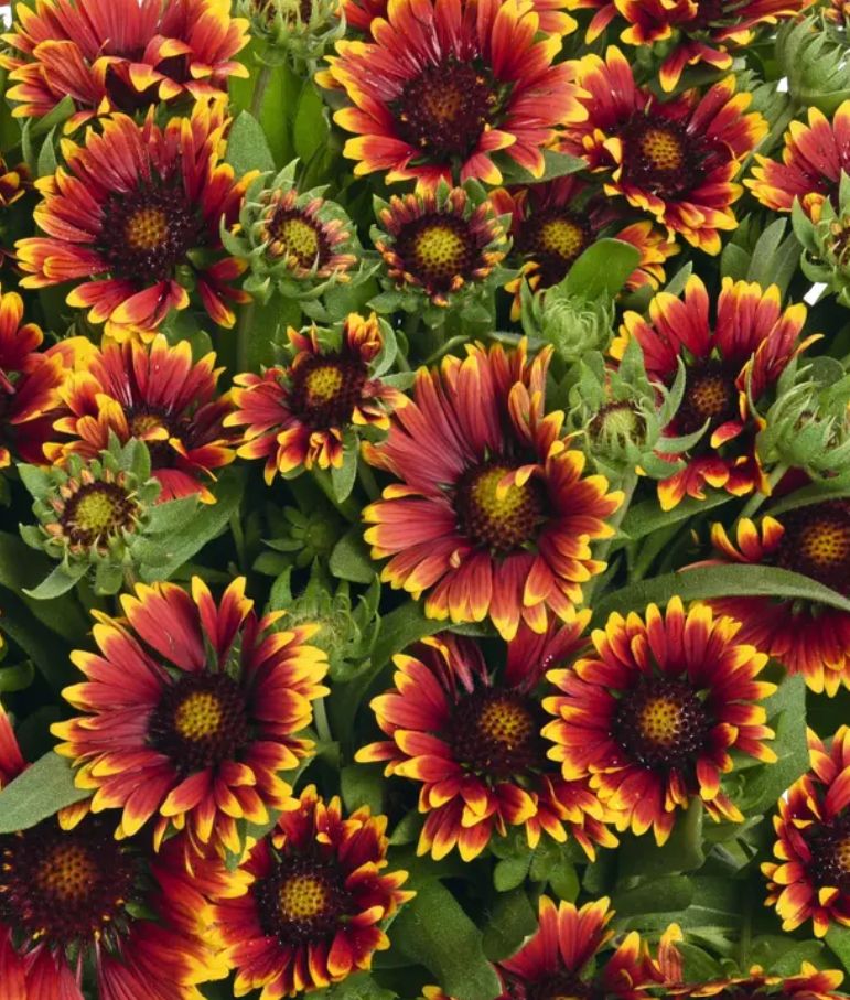 Gaillardia Spintop Orange Halo 1 gal