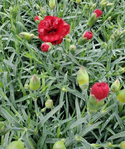 Dianthus Passion 4&quot;