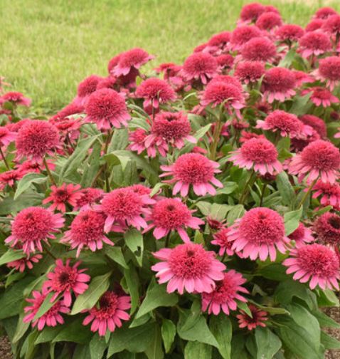 Echinacea Raspberry Beret 1 gal