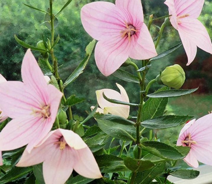 Balloon Flower Pink 4&quot;