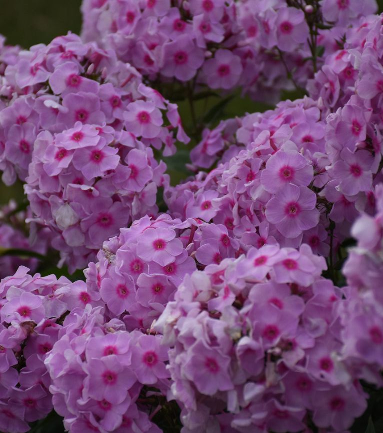 Phlox Opalescence PW 1 gal
