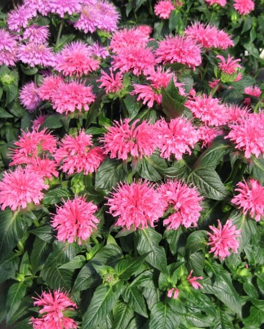 Monarda Bubblegum blast 1 gal
