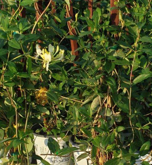Lonicera Scentsational 1 gal