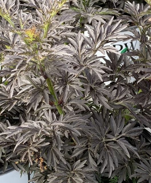 Sambucus Laced up 5 gal